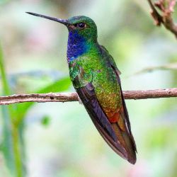 Green-backed Hillstar